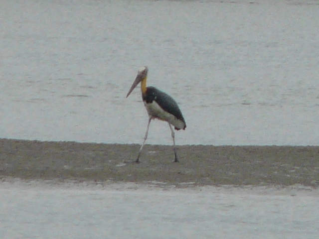 Yellow-necked stork in Port Klang.JPG (143 KB)